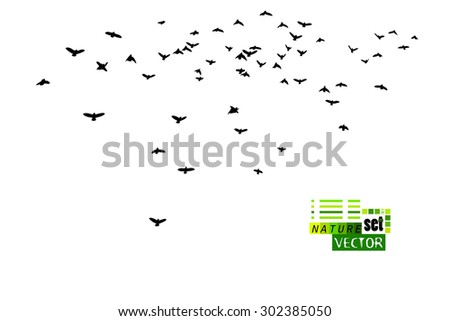 Birds flying silhouette. Vector