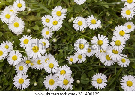 Group of white daisies on green grass with sun shine