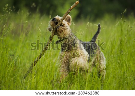 Airedale terrier dog playing with a stick sunny summer evening.