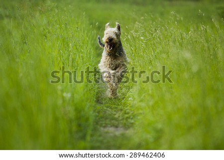 Airedale terrier dog running in the green grass sunny summer evening.