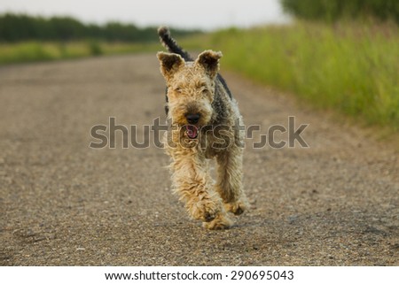 Airedale terrier dog running in the green grass sunny summer evening.