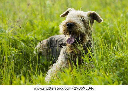 Airedale terrier dog lying on the road in the green grass sunny summer evening.