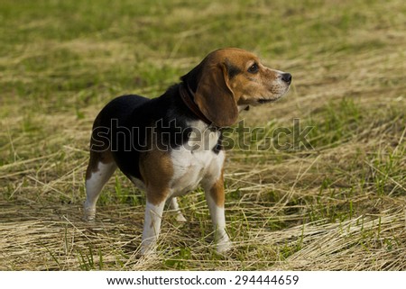 Barking Dog Beagle standing in mown grass summer day.
