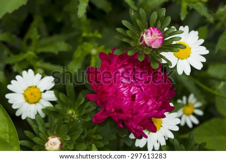 The flowers are red asters with drops of water on a background of white flowers and green grass daisies summer day.