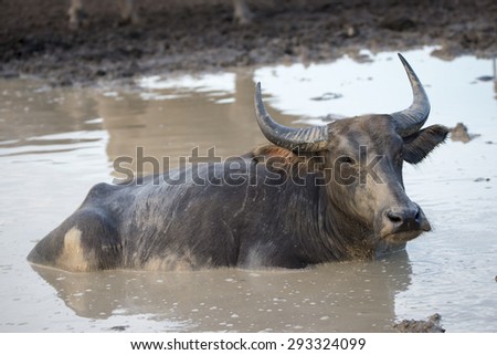 the domestic buffalo hides in water from a heat