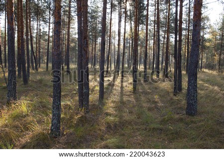Sunny morning in the forest, Indian Summer in Russia.