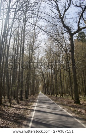 A lonely asphalt road (for walking and bicycle tours) in the spring forest, Brest region, Belarus.