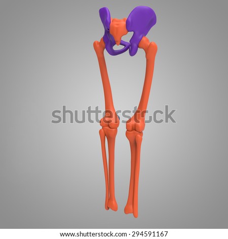 pelvic hip with lower limbs
