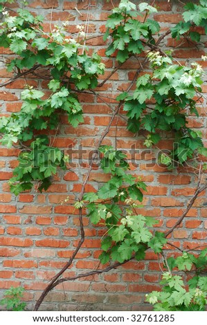 old  wall,brick  wall and green leaves