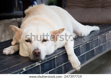 relaxing dog