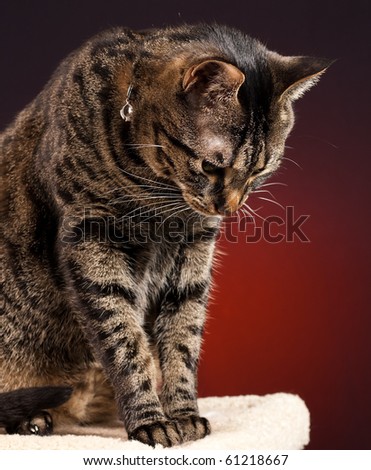 A mackerel tabby cat looking down from post with a red background.