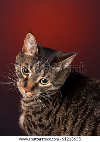 mackerel tabby cat. stock photo : A mackerel tabby