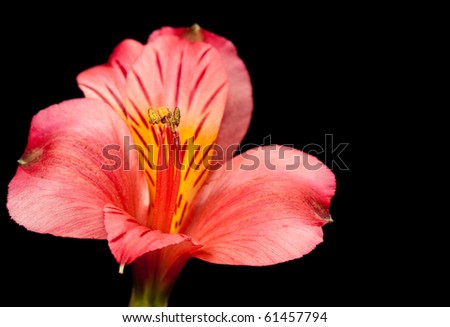 a red Peruvian Lily Flower