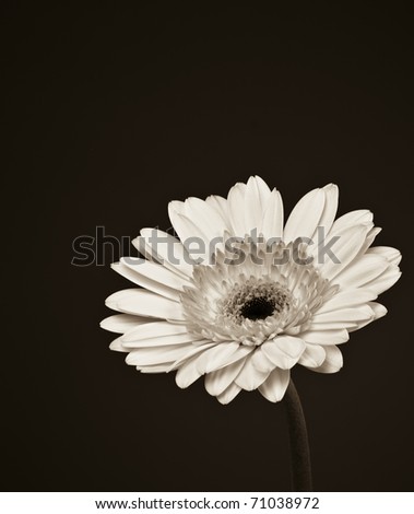 Beautiful sepia toned Gerbera daisy flower.