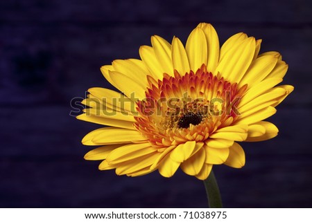 Bright and beautiful yellow-orange Gerbera daisy on a dark purple textured background.