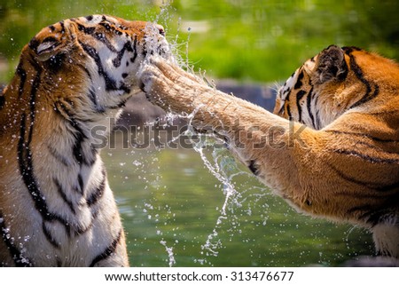 Two adult tigers at play in the water