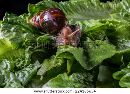 Giant African land snail  eating salad lettuce, isolated on a black background