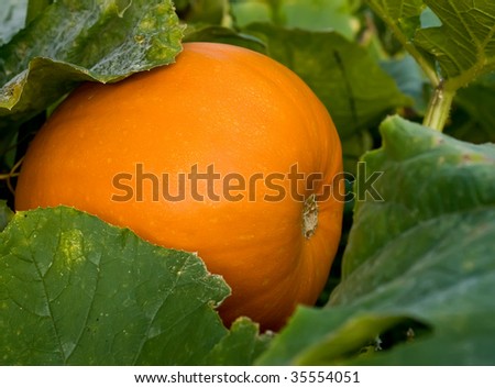 Pumpkins have kept up, harvesting
