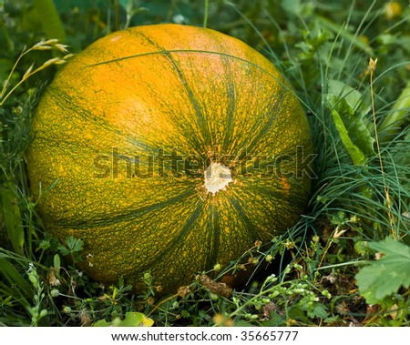 The pumpkin has kept up for harvesting
