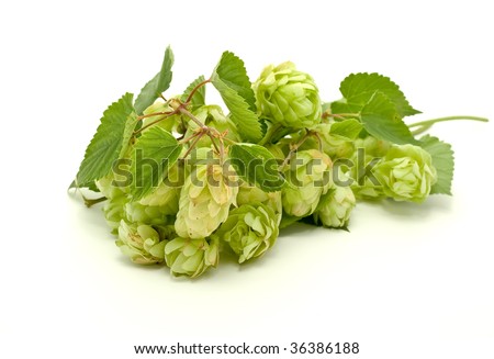 Crop of hop for beer manufacture