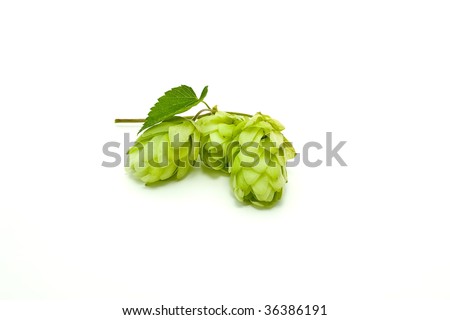 Crop of hop for beer manufacture