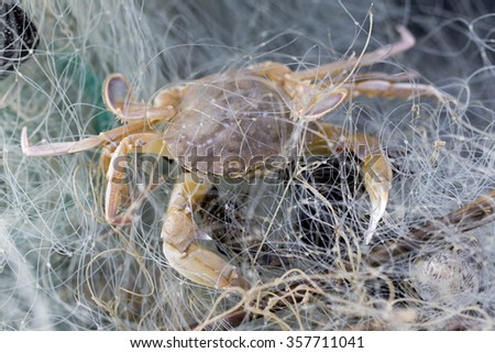 Crab trapped in the net