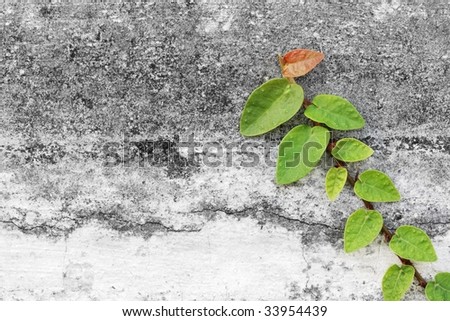 Close up of an aged cement brick wall with money plant creeping up against it