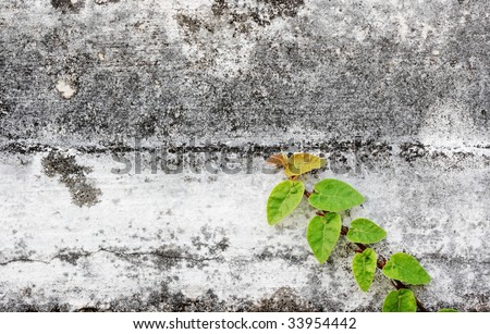Close up of an aged cement brick wall with money plant creeping up against it