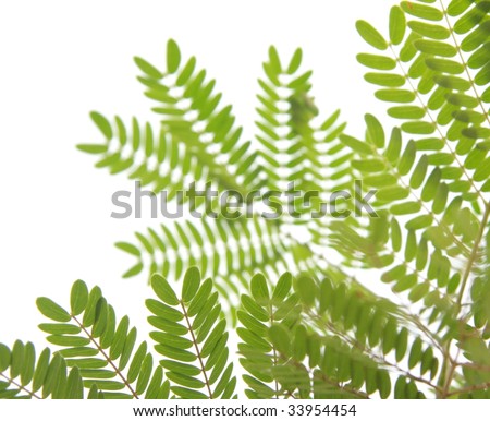Several fern leaves against a white background