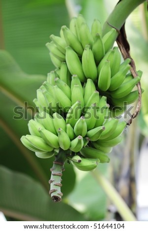 A bunch of unripe bananas hanging from the banana tree