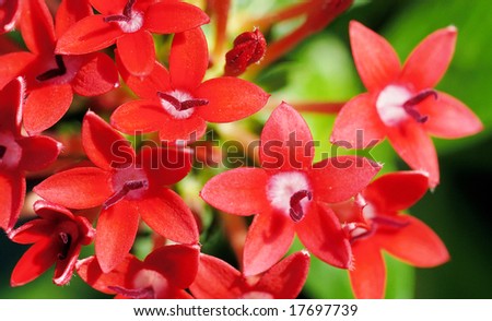 Close-up shooting of small red flower