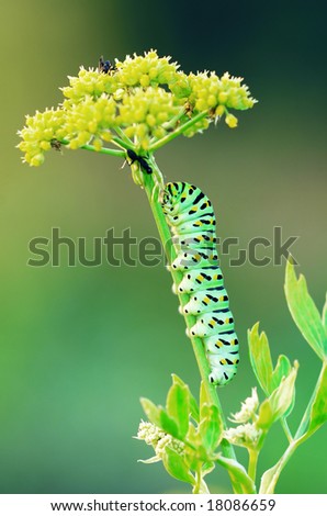 The last stage of a Swallow Tail caterpillar on its host plant.