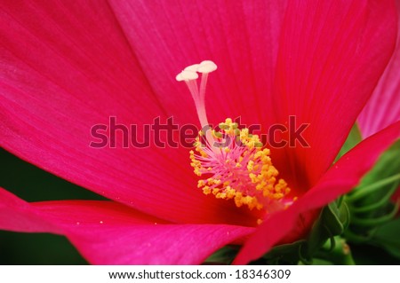 A close-up shooting of the red flower stamen