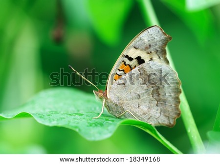 Close-up shooting of butterfly on a leaf.