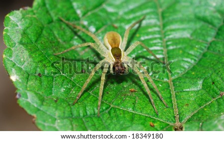 Spider in front of a green leaf.