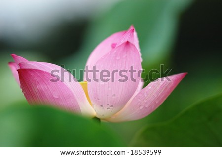 Close-up shot of a visional lotus bloom
