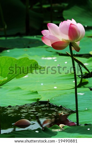 Lotus blossom,back-lighting, Some petals fall