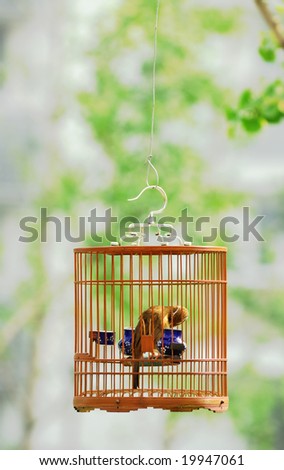 Wood thrush bird in a cage in the glade in Beijing.