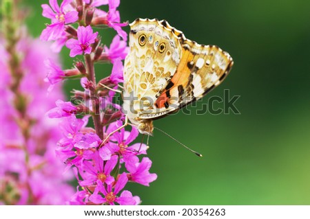 Close-up shooting of colorful butterfly on loose-strife flower.
