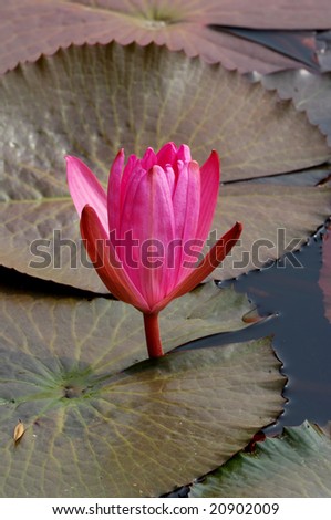 Close-up shot of a lotus bloom