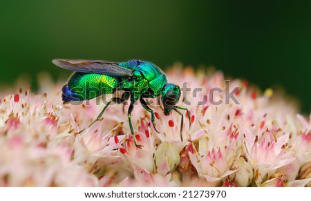 Close-up shooting of the small green bee on flowers.