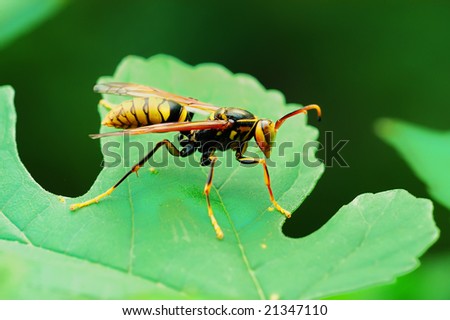 Close-up shooting of the wasp on leaf, side side elevation