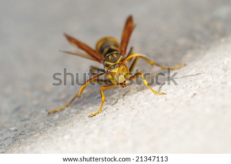 Close-up shooting of the angry wasp on the ground.