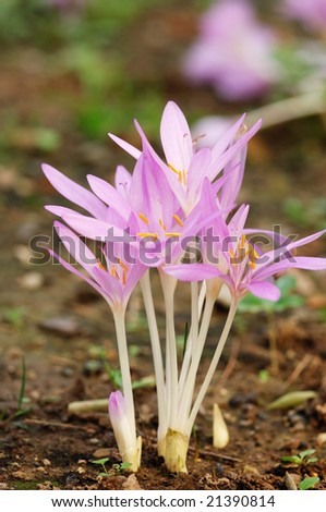 Pink amaryllis flowers growth on the ground