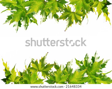 Chinar Leaf