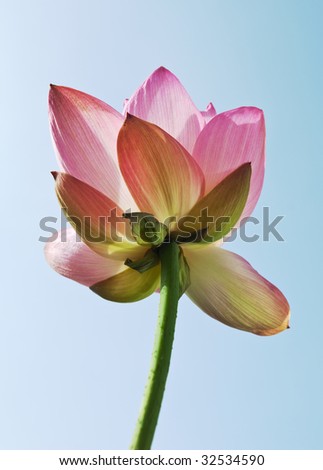 Close up shot for blooming water lily under blue sky