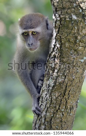 Sad looking long-tailed macaque monkey in tree