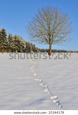 Rabbit tracks across a snow-covered field on a bright winter's day
