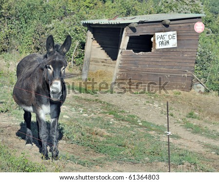 Animal cruelty concept featuring donkey and \'no pain\' sign (wordplay on french language signage: pas de pain = no bread)