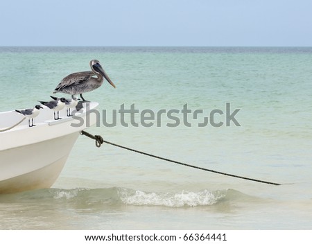 Brown pelican and seagulls on white boat in ocean with horizon in background